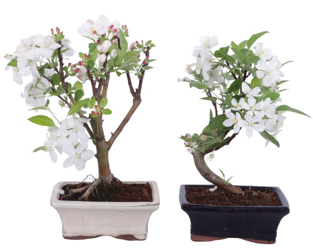 bonsai