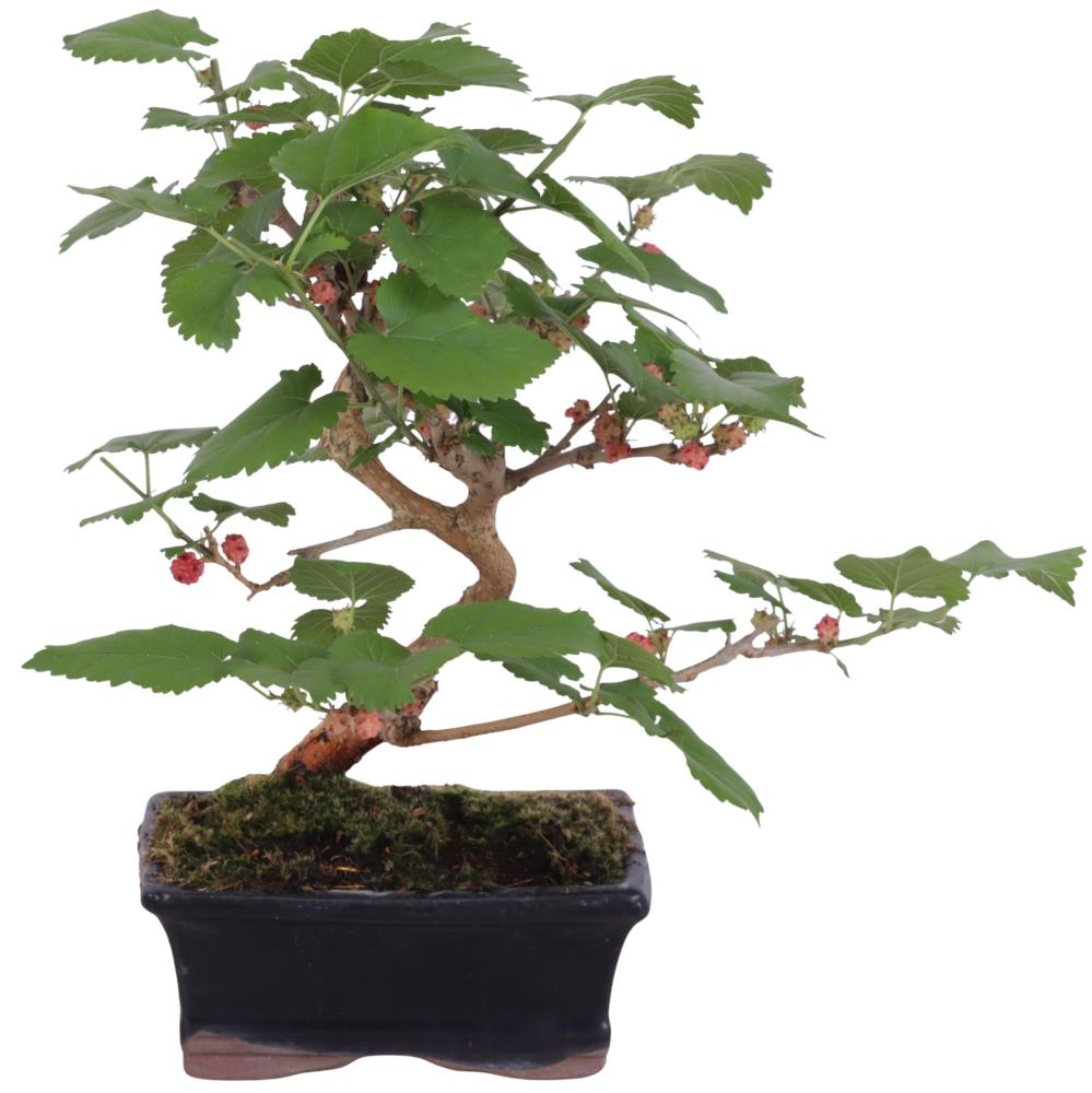 bonsai
