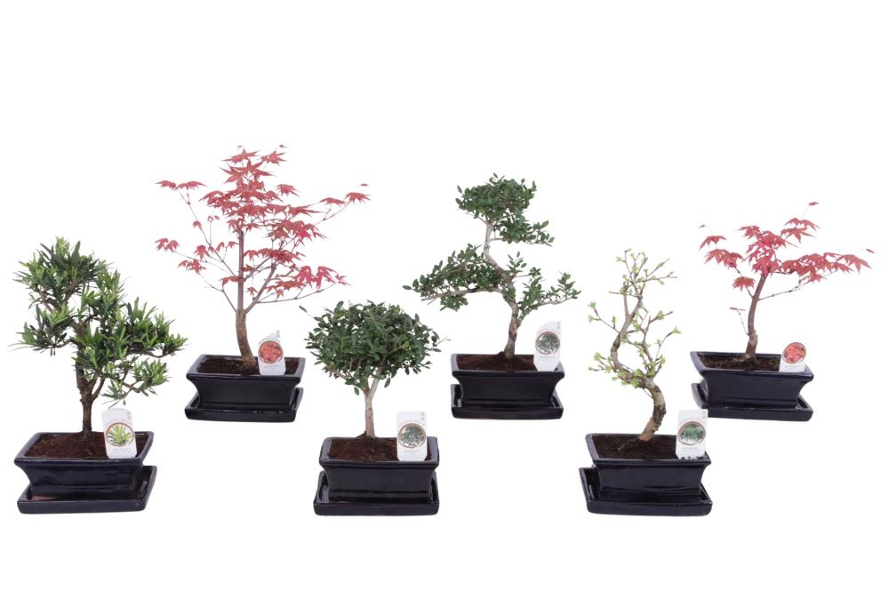 bonsai