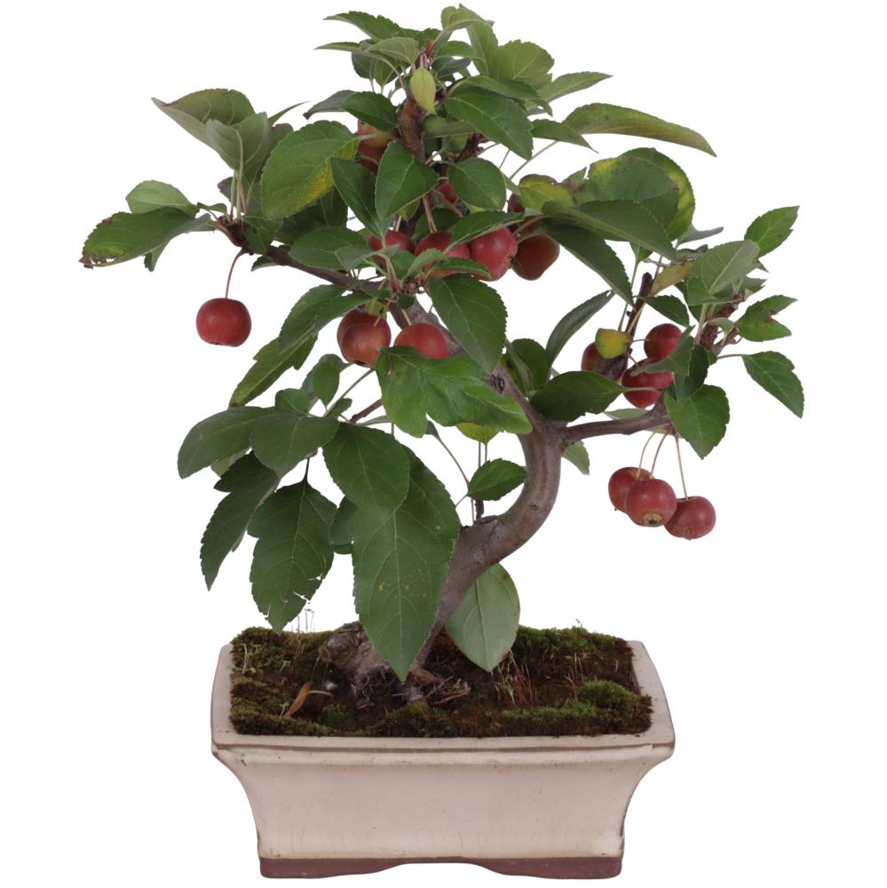 bonsai d'extérieur