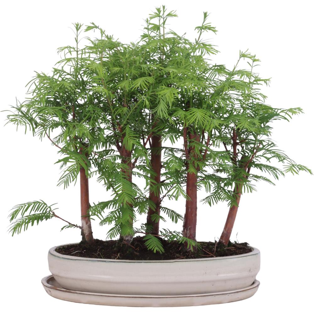 bonsai d'extérieur