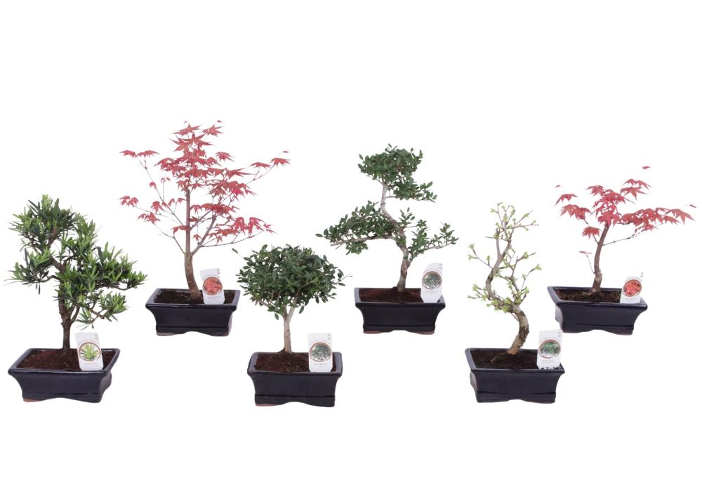 bonsai