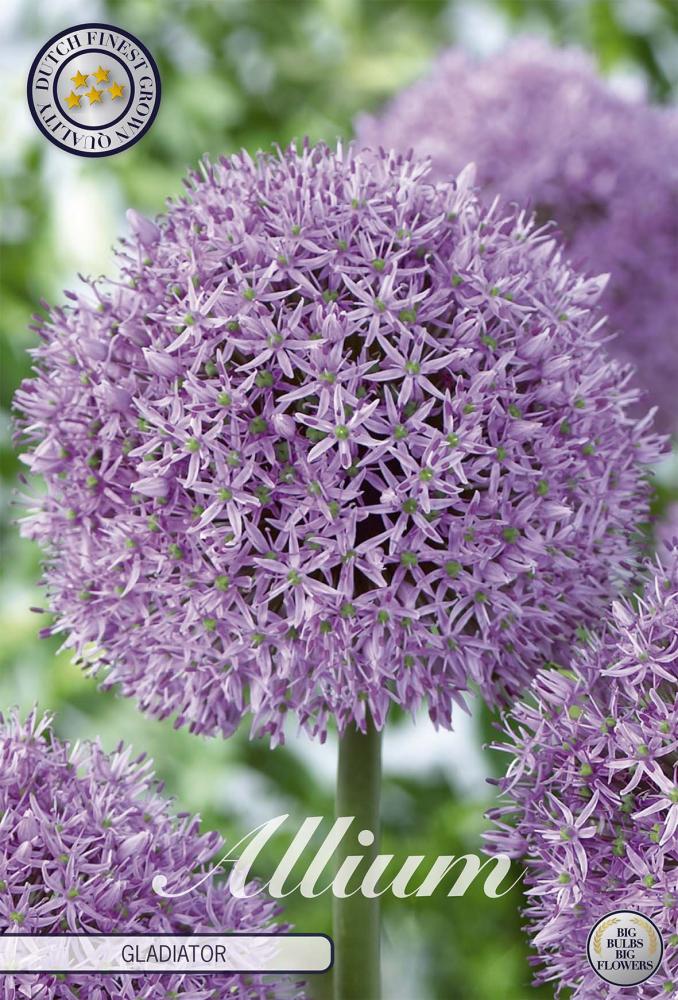 allium