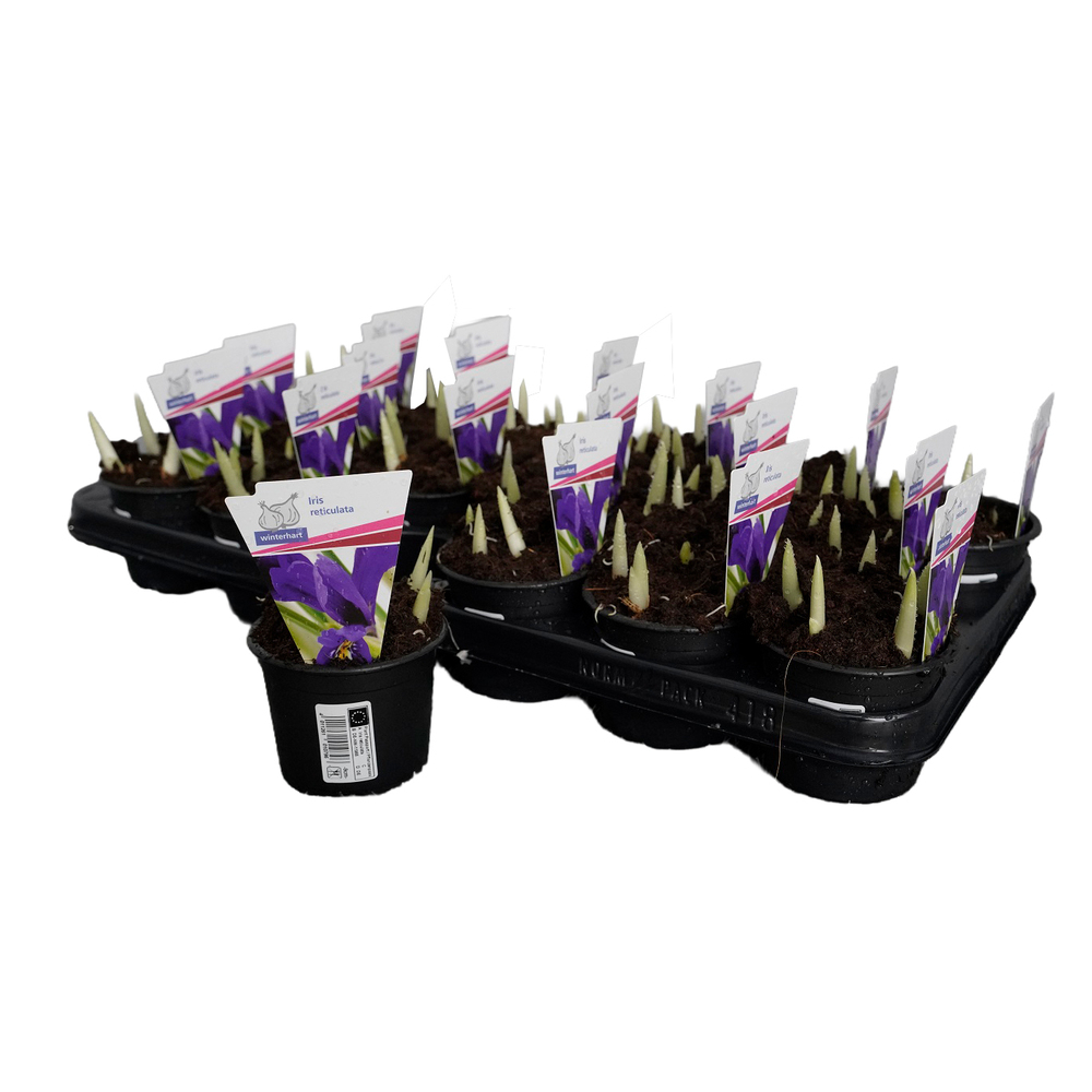 Iris reticulata pixie