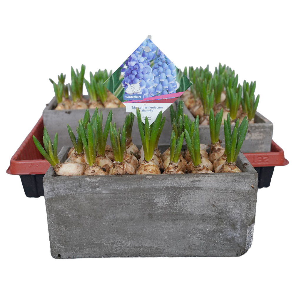 Muscari big smile