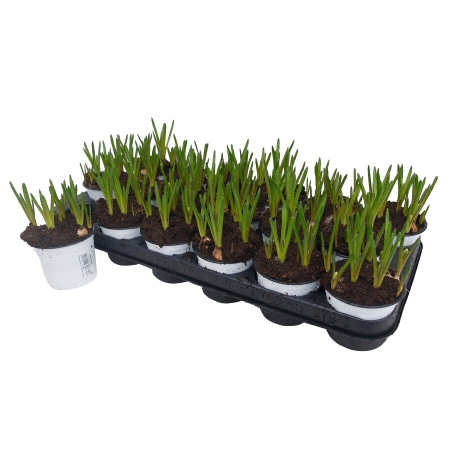 Muscari armeniacum white magic