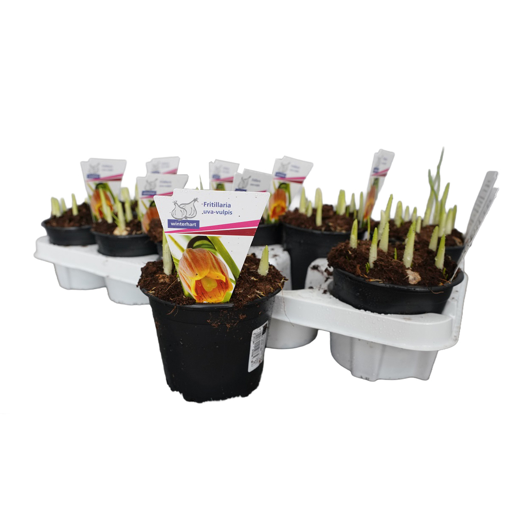 Fritillaria uva-vulpis