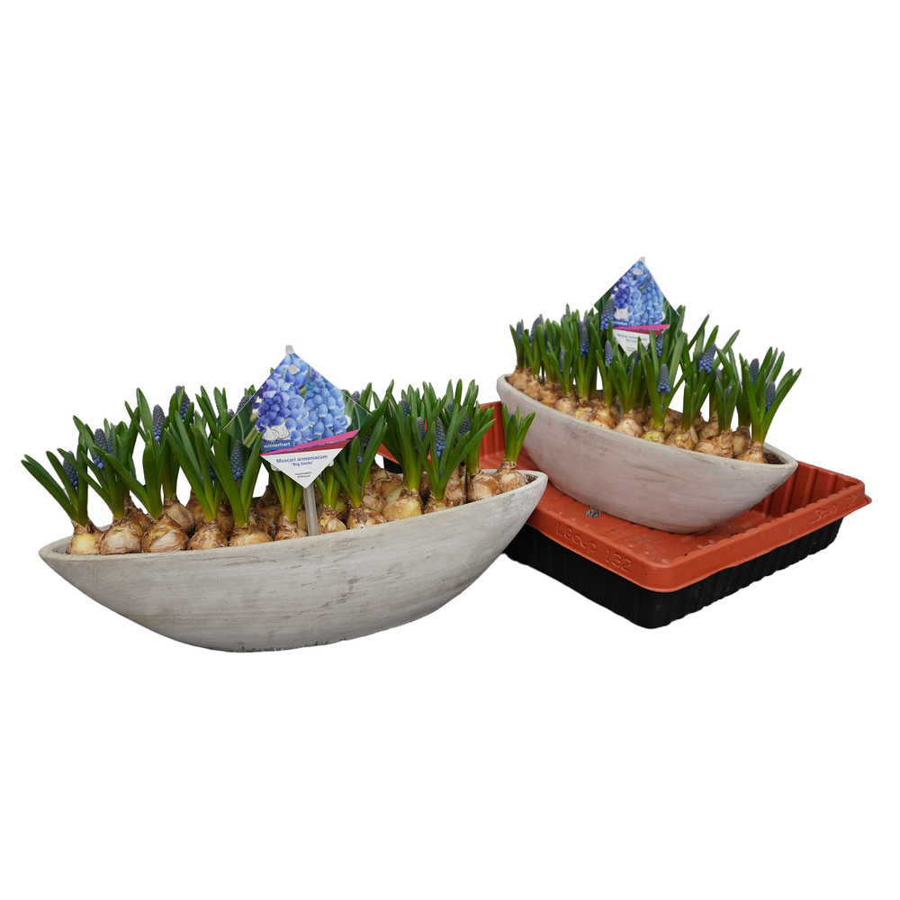 Muscari big smile keramik schiff