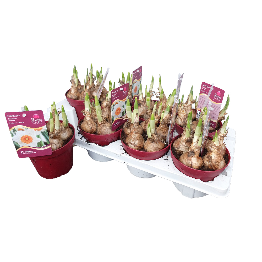 Narcissus professor einstein