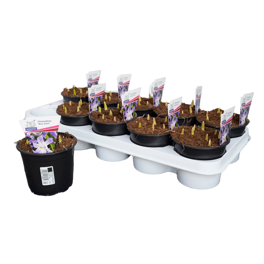 Chinodoxa blue giant