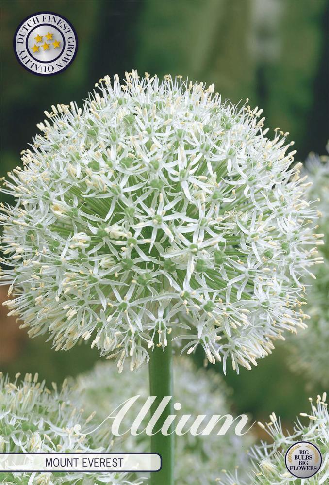 allium