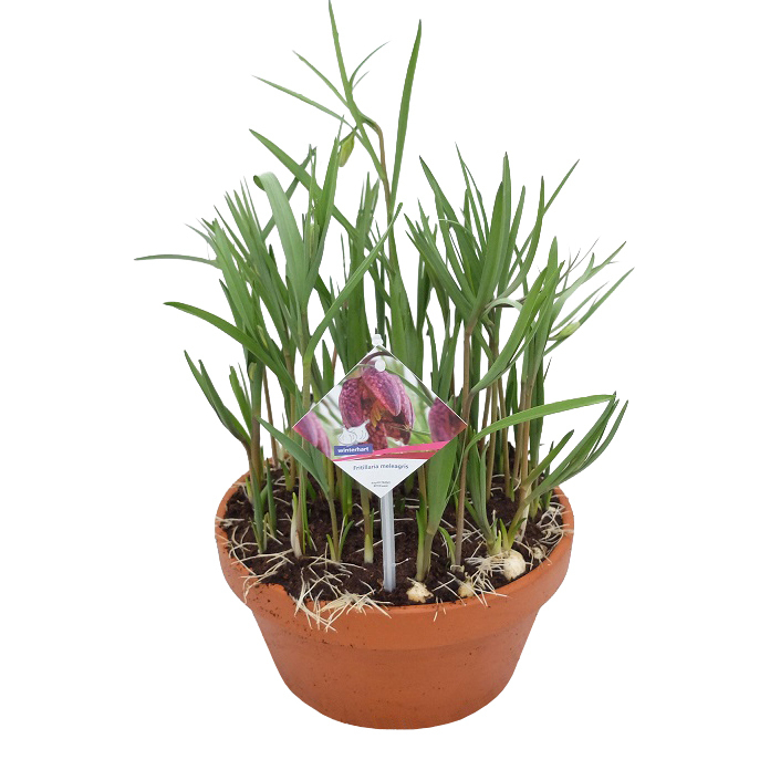 Fritillaria meleagris