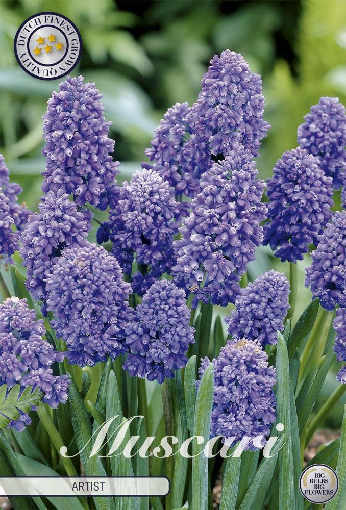 Muscari