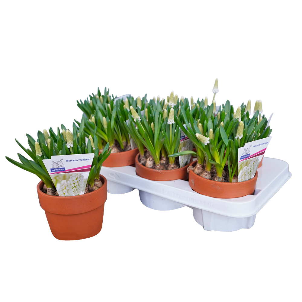 Muscari armeniacum white spear