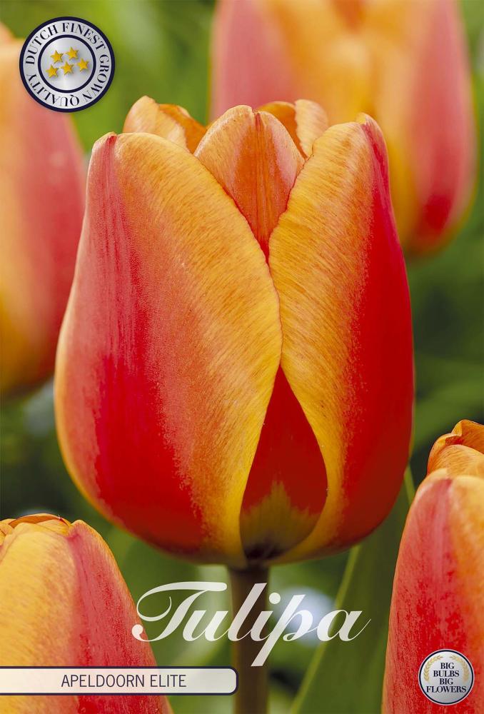 tulipa