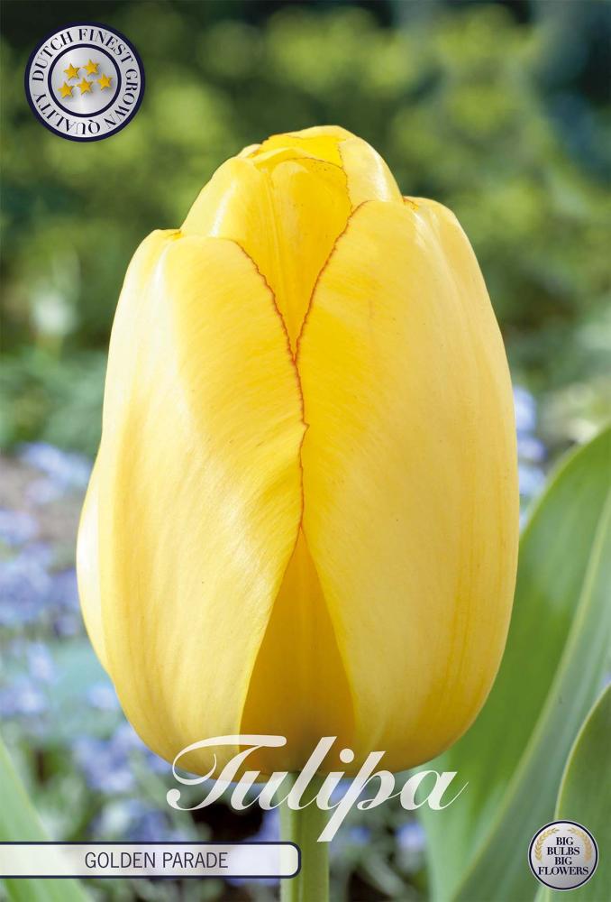tulipa