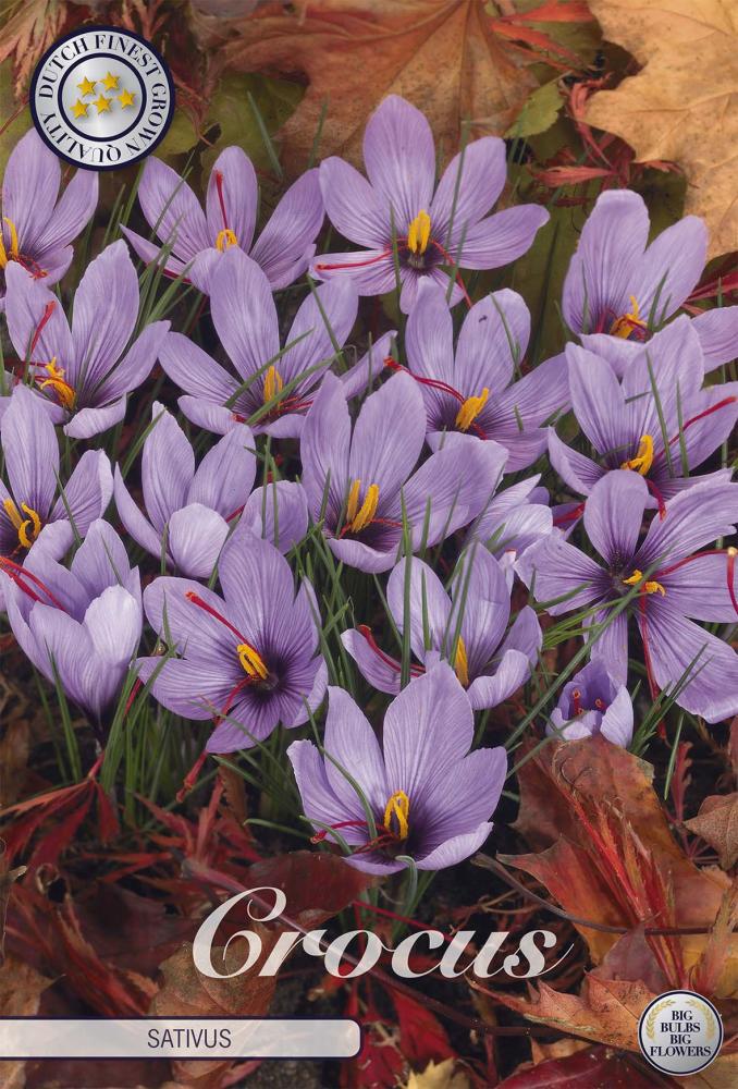 crocus