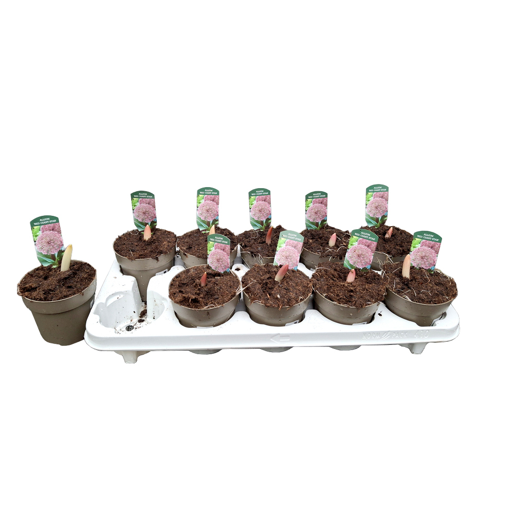 Allium karataviense red giant star