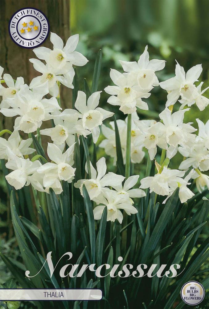 Narcissus