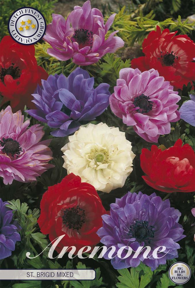 anemone