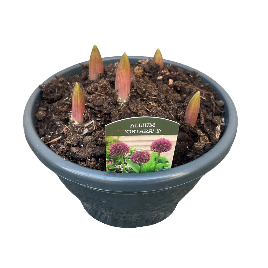 Allium ostara