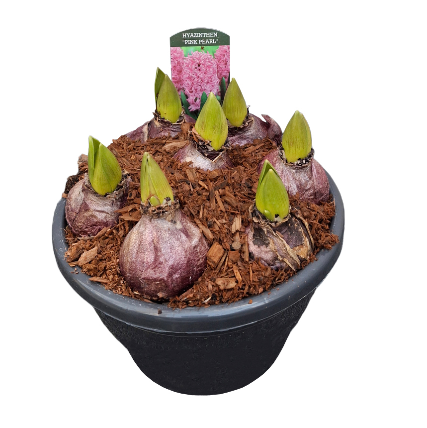 Hyacinthus orientalis pink pearl