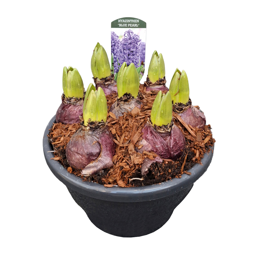 Hyacinthus orientalis blue pearl