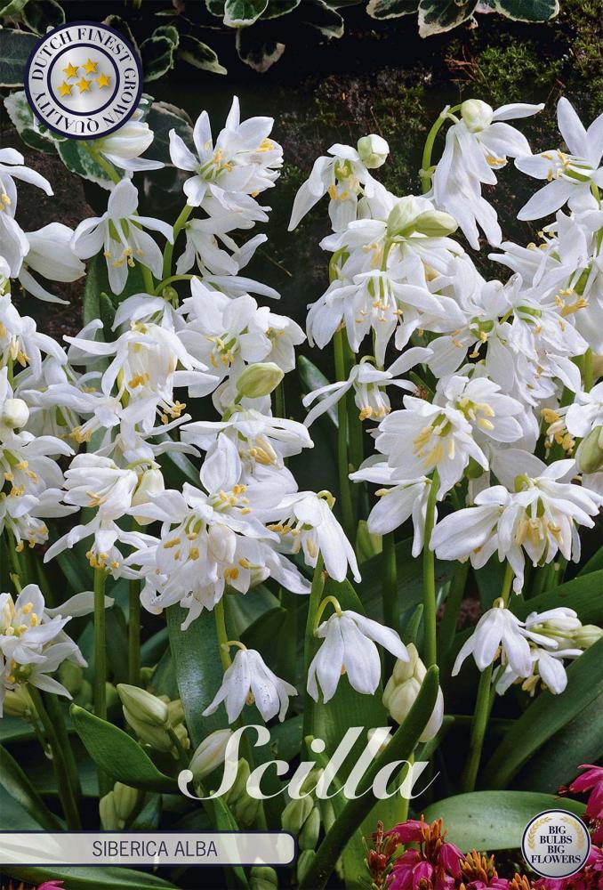 Scilla
