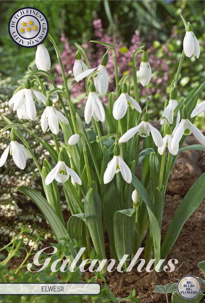 Galanthus