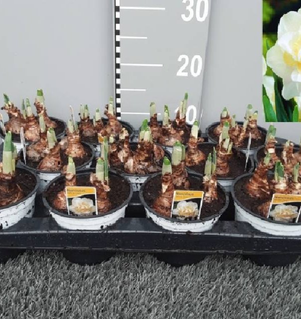 bulbes jacinthes narcissus...