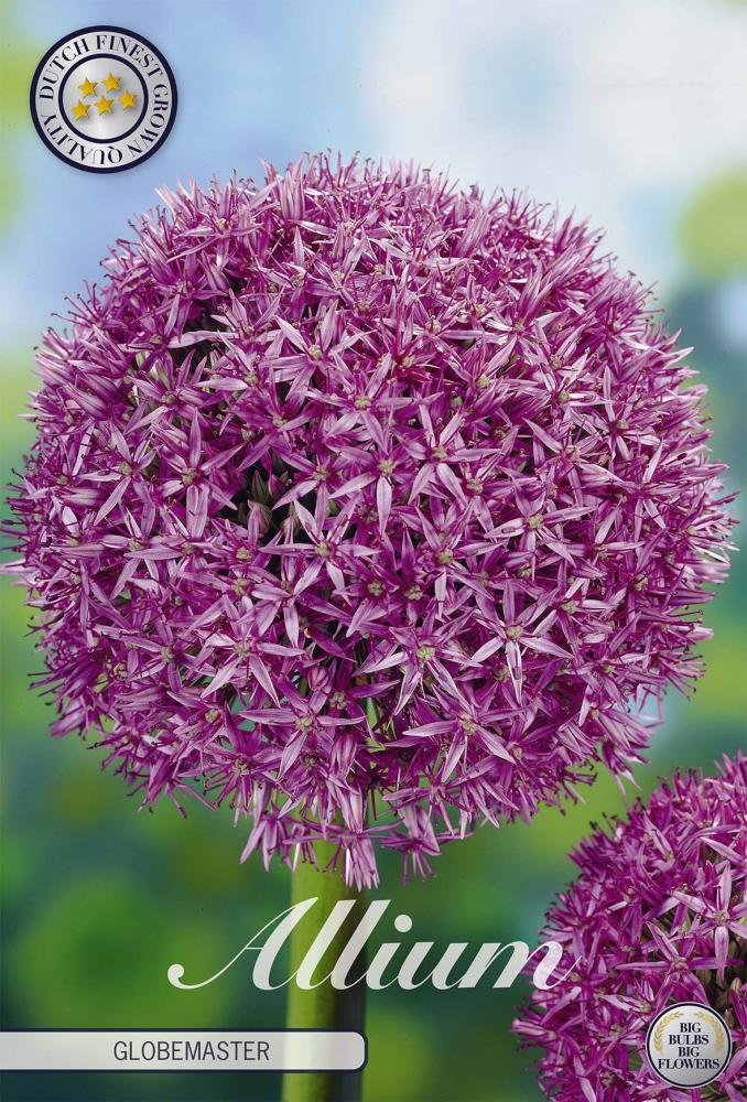 allium