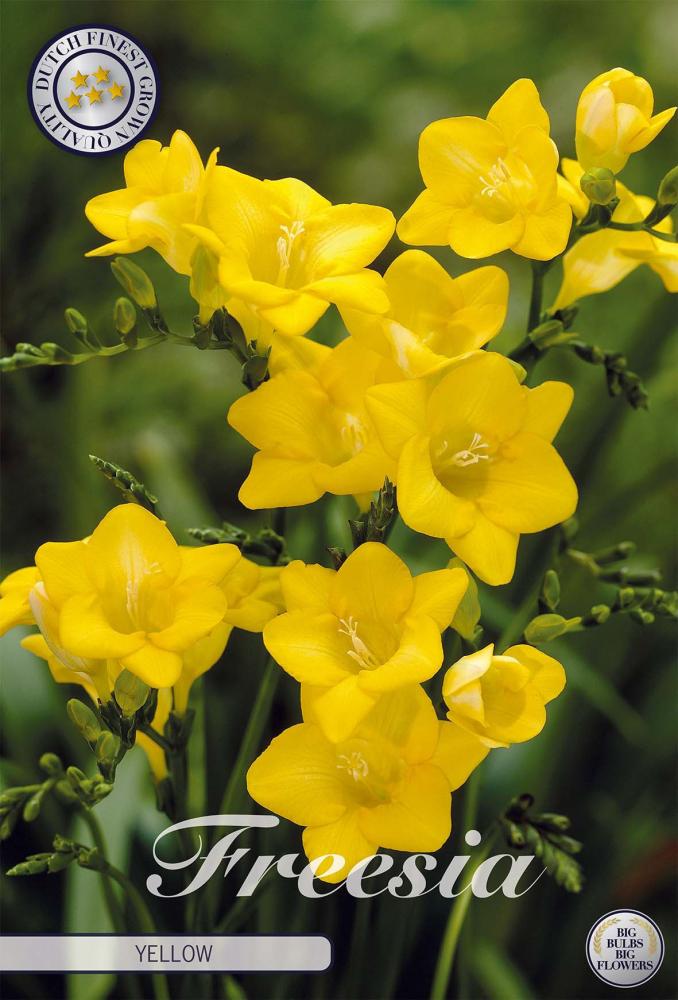 Freesia