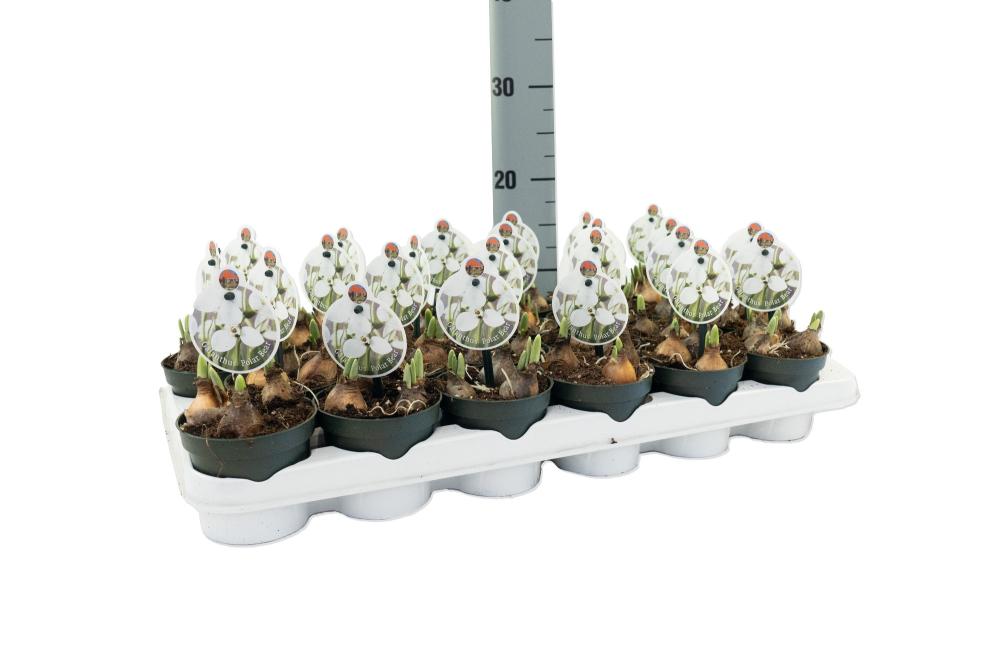 Galanthus