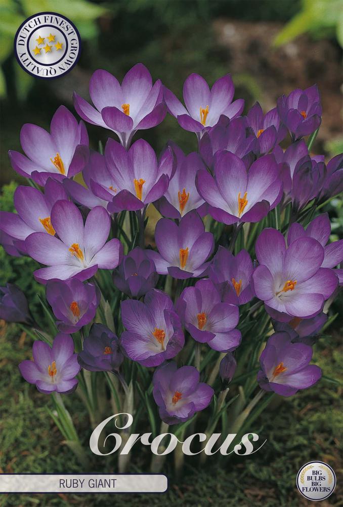 Crocus