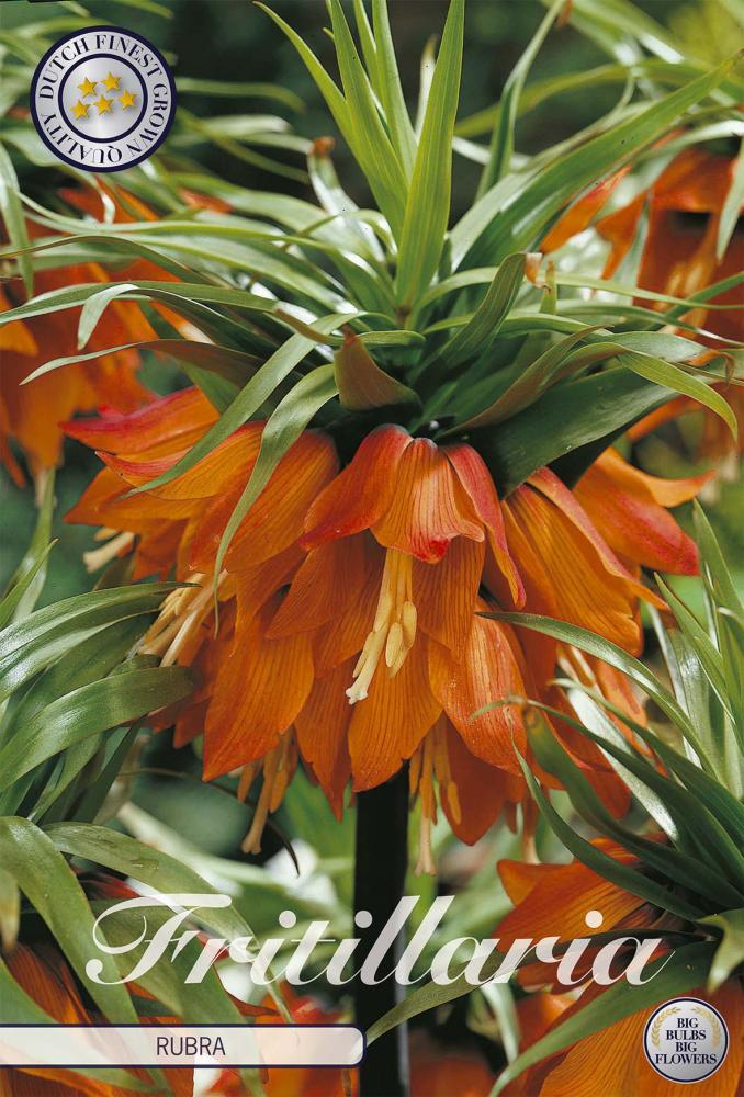 Fritillaria