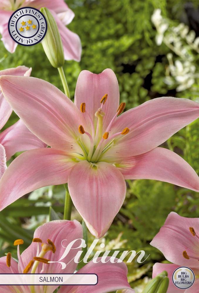 Lilium