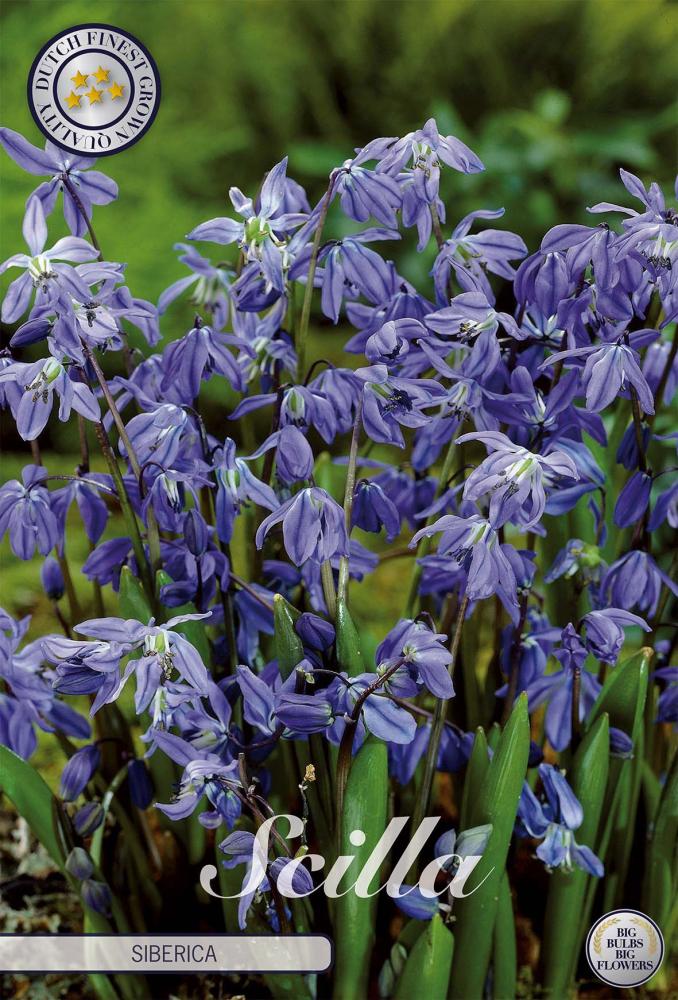 Scilla