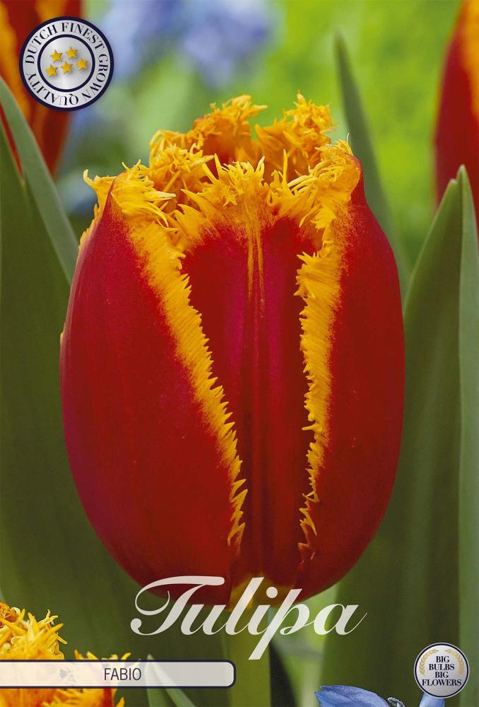 tulipa