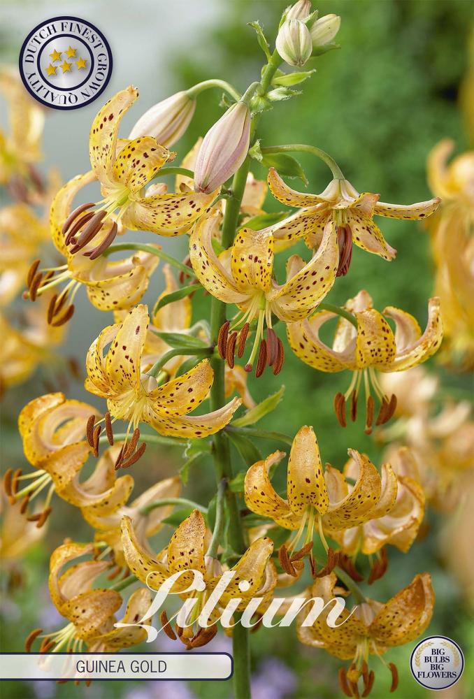 Lilium