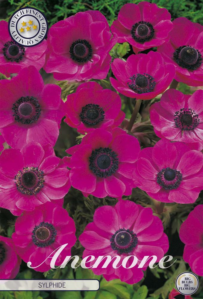 anemone