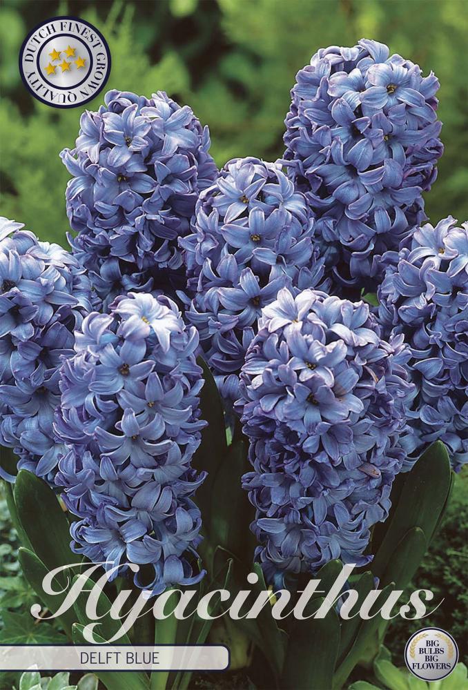 Hyacinthus