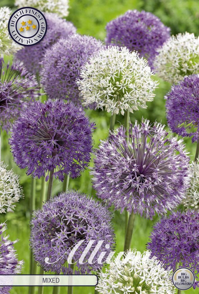 Allium