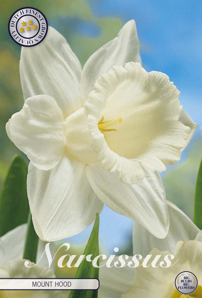 Narcissus