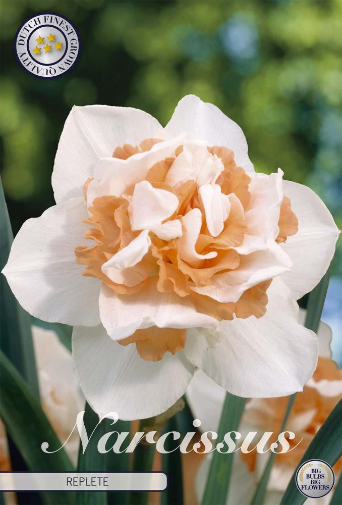 Narcissus