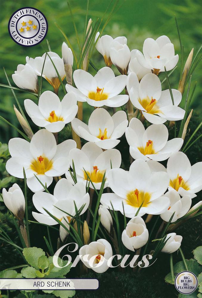 Crocus