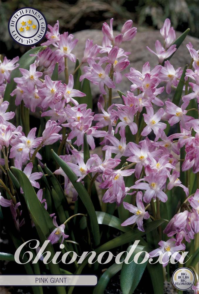 Chionodoxa