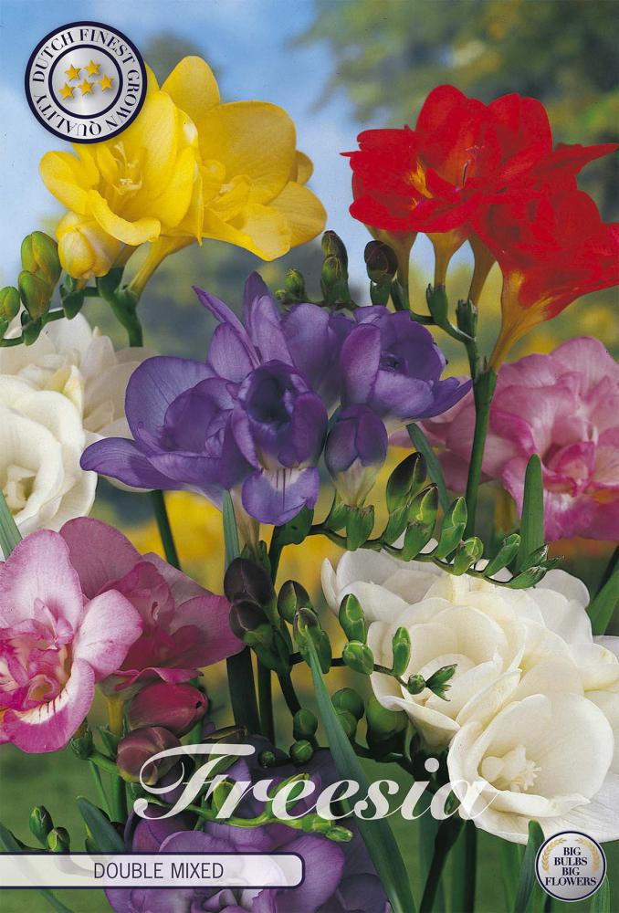 Freesia