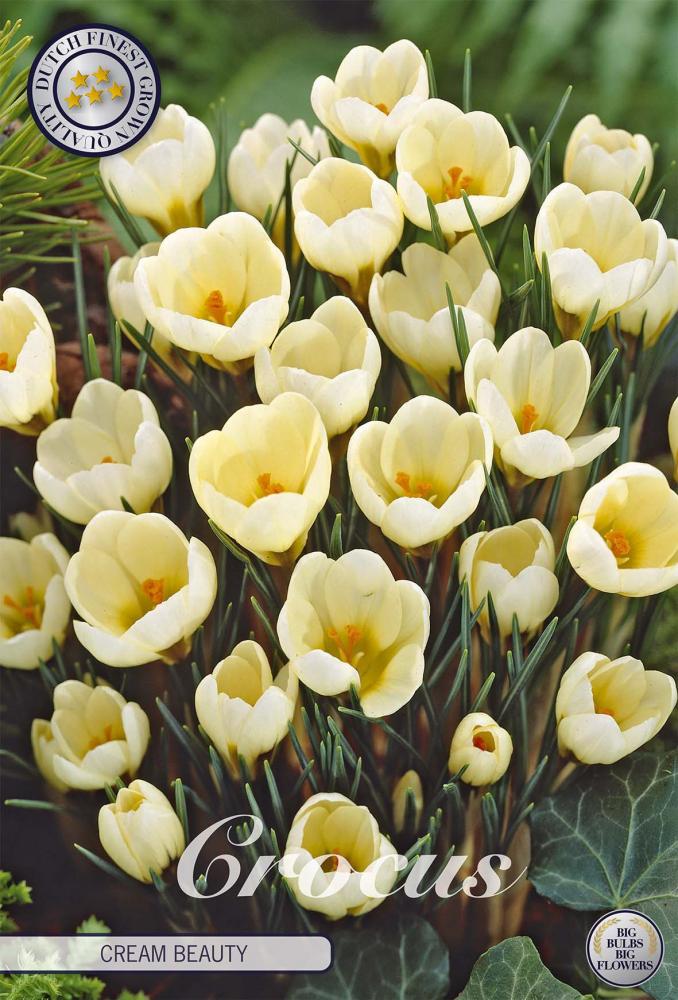 Crocus