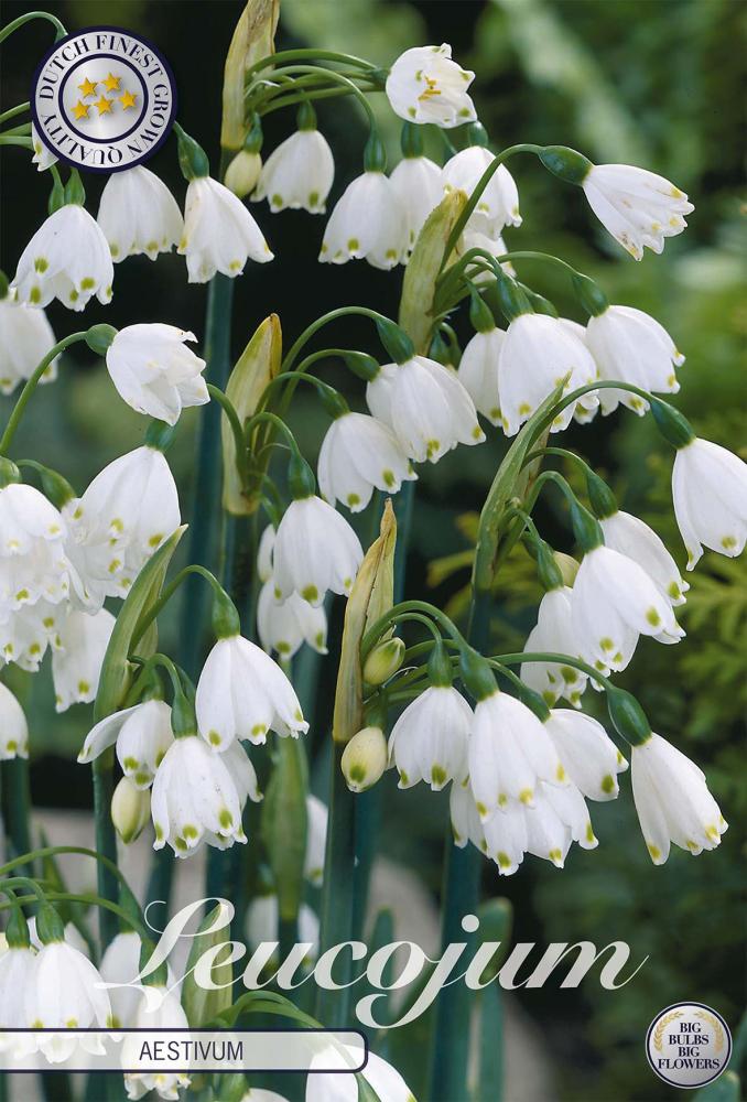 Leucojum