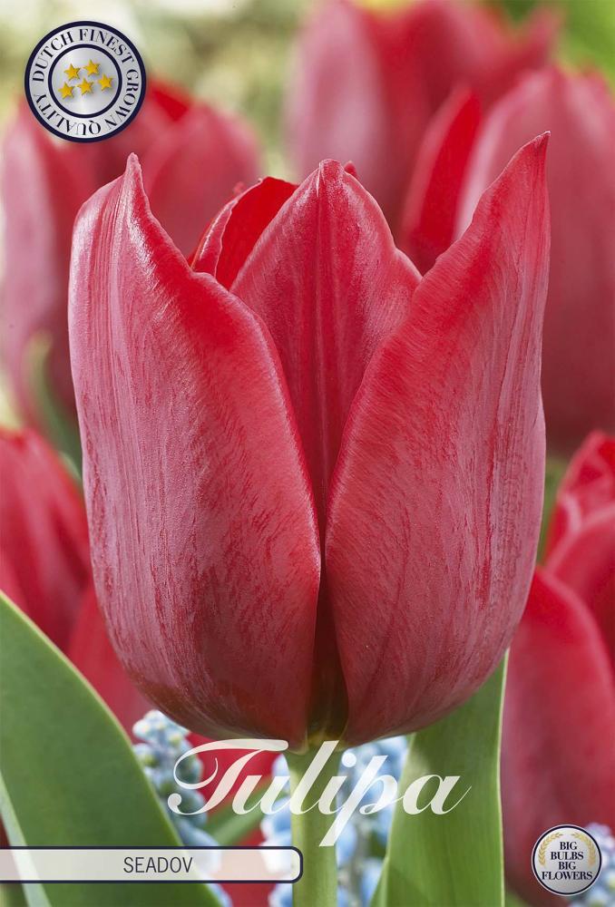 Tulipa